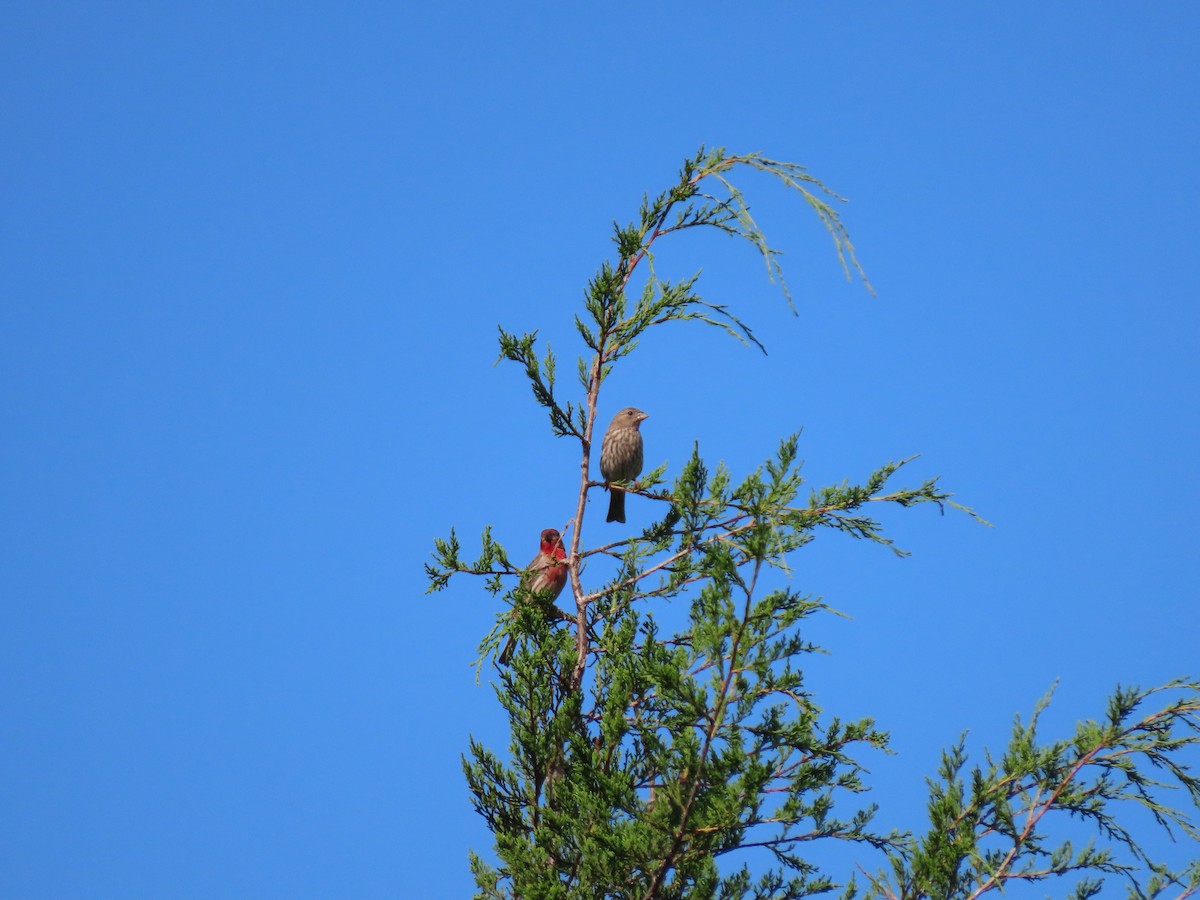 House Finch - ML620825503