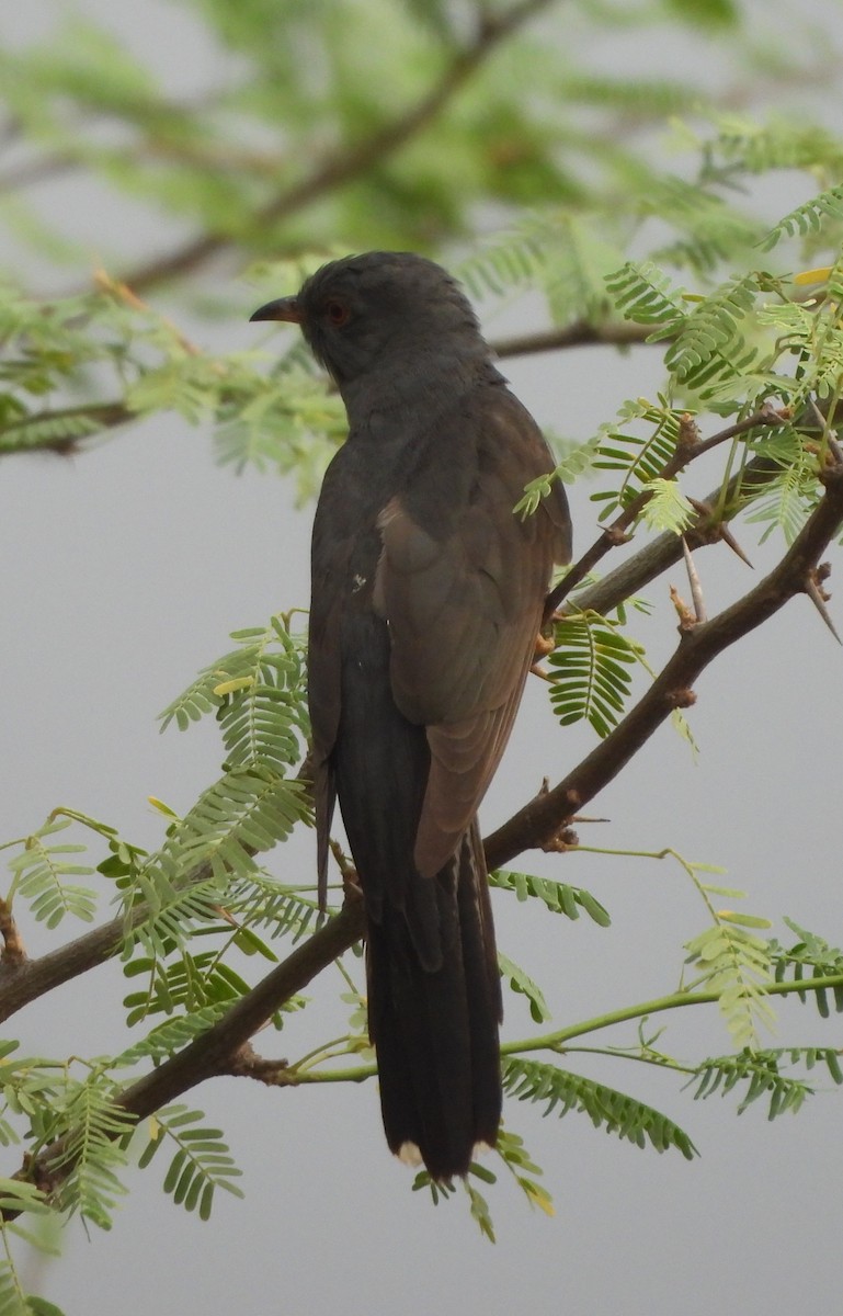 Gray-bellied Cuckoo - Prof Chandan Singh Dalawat