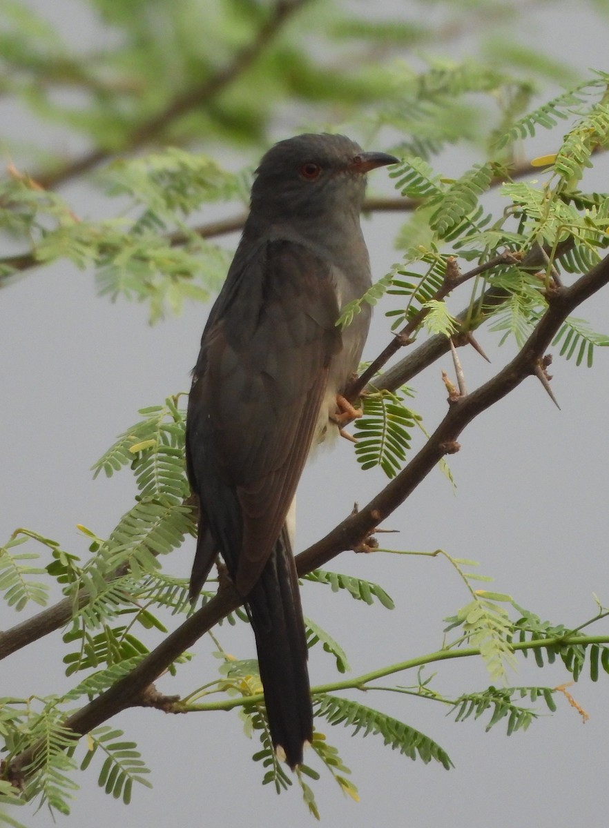 Gray-bellied Cuckoo - ML620825512