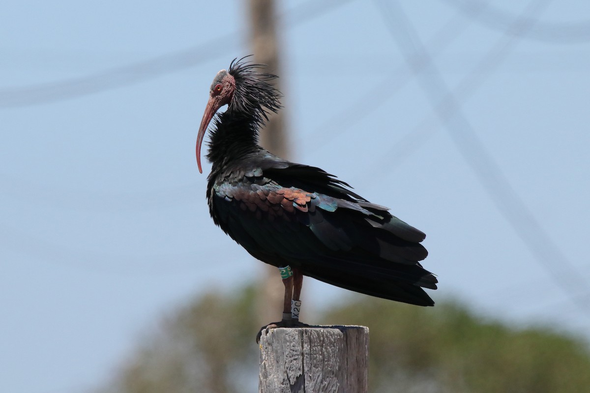 Northern Bald Ibis - ML620825515