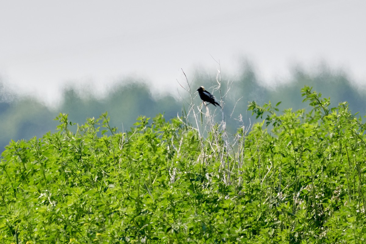 bobolink americký - ML620825516