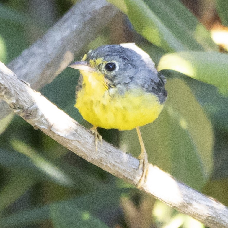 Canada Warbler - ML620825517