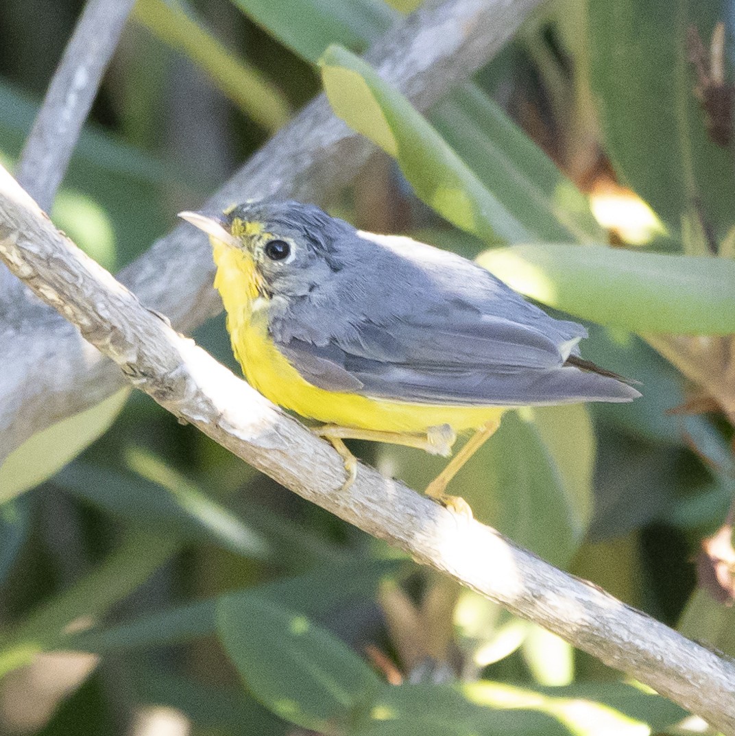 Canada Warbler - ML620825518