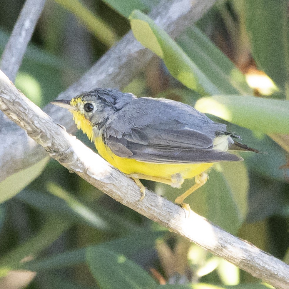 Canada Warbler - ML620825519