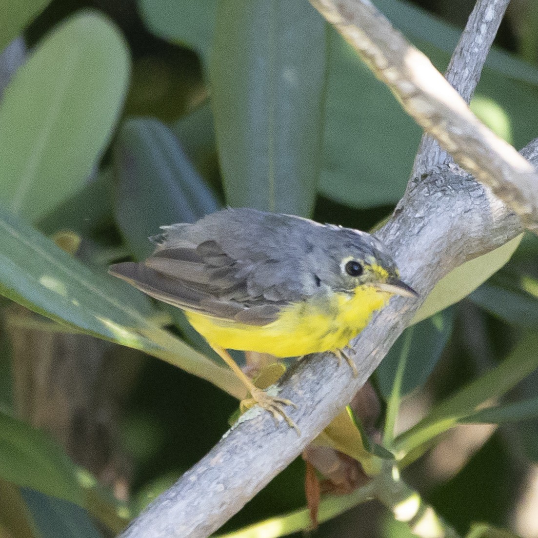 Canada Warbler - ML620825520