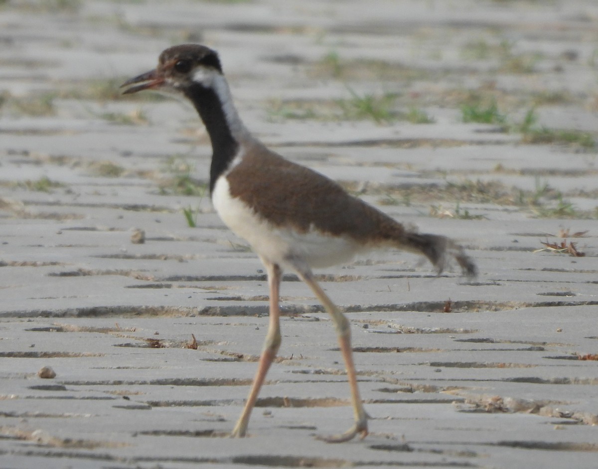 Red-wattled Lapwing - ML620825522