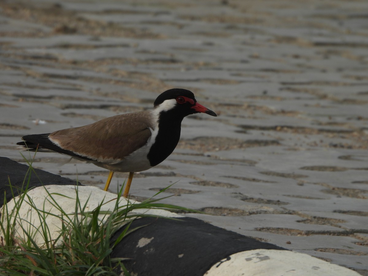 Red-wattled Lapwing - ML620825523