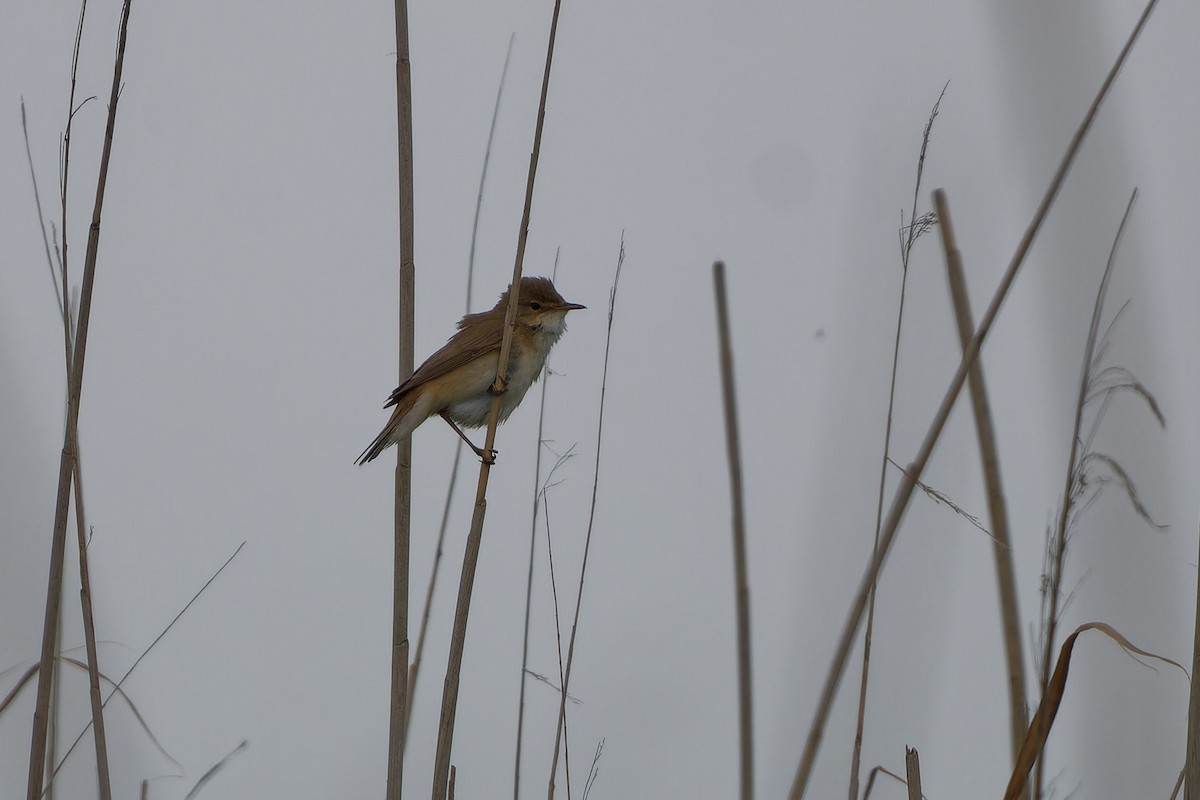 Common Reed Warbler - ML620825524