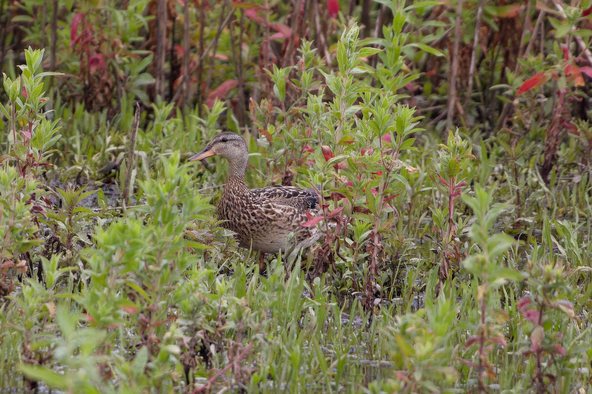 Gadwall - ML620825526