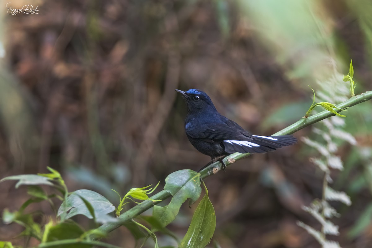 White-tailed Robin - ML620825527