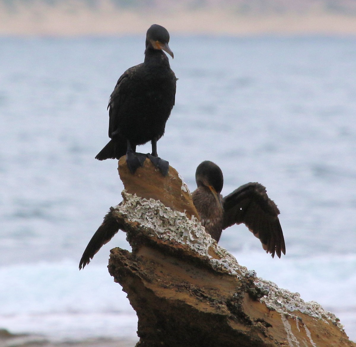 Great Cormorant - ML620825528