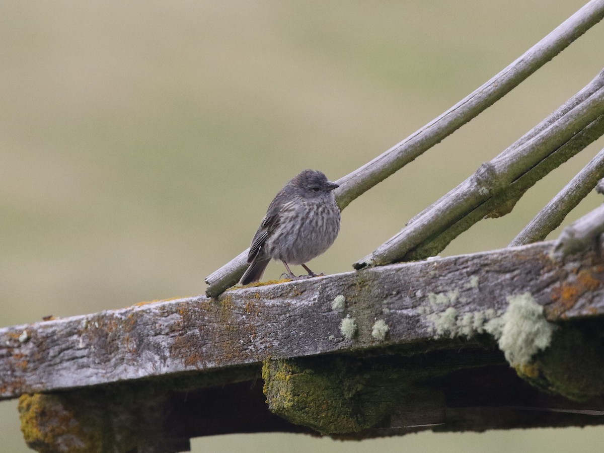 Plumbeous Sierra Finch - ML620825529