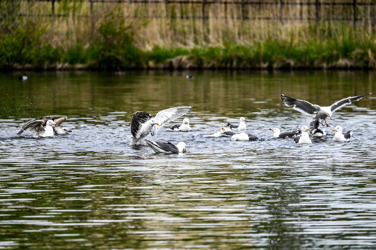 Slaty-backed Gull - David Govoni