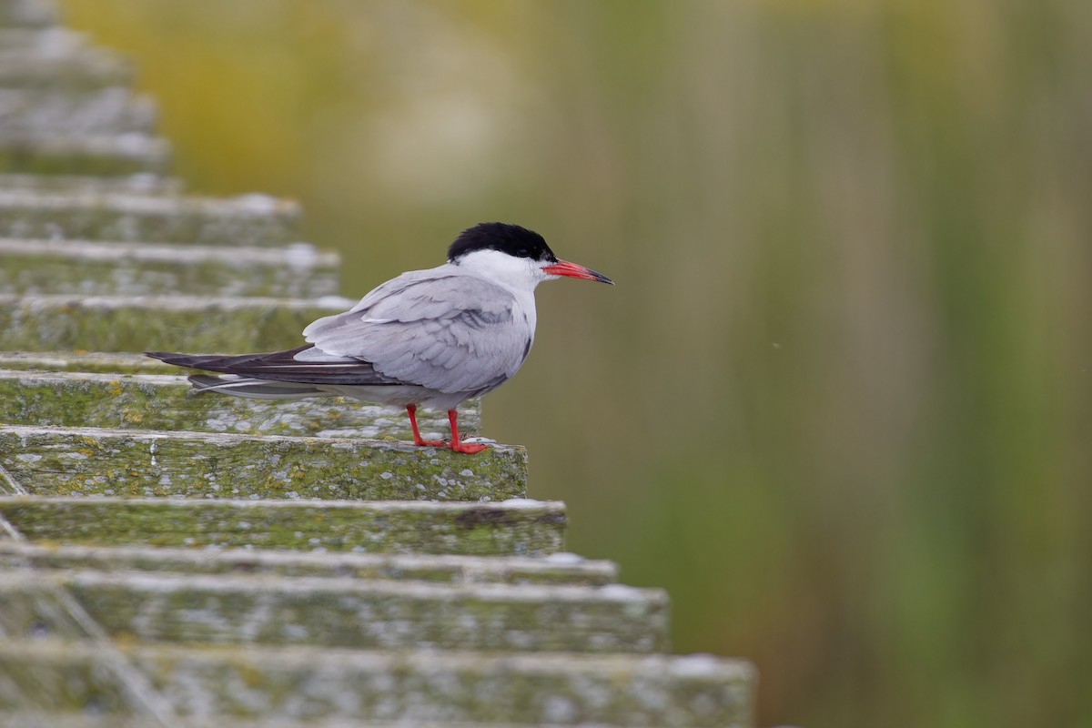 Common Tern - Jeffrey Leguit