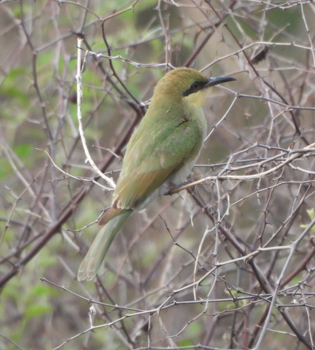 Asian Green Bee-eater - ML620825532