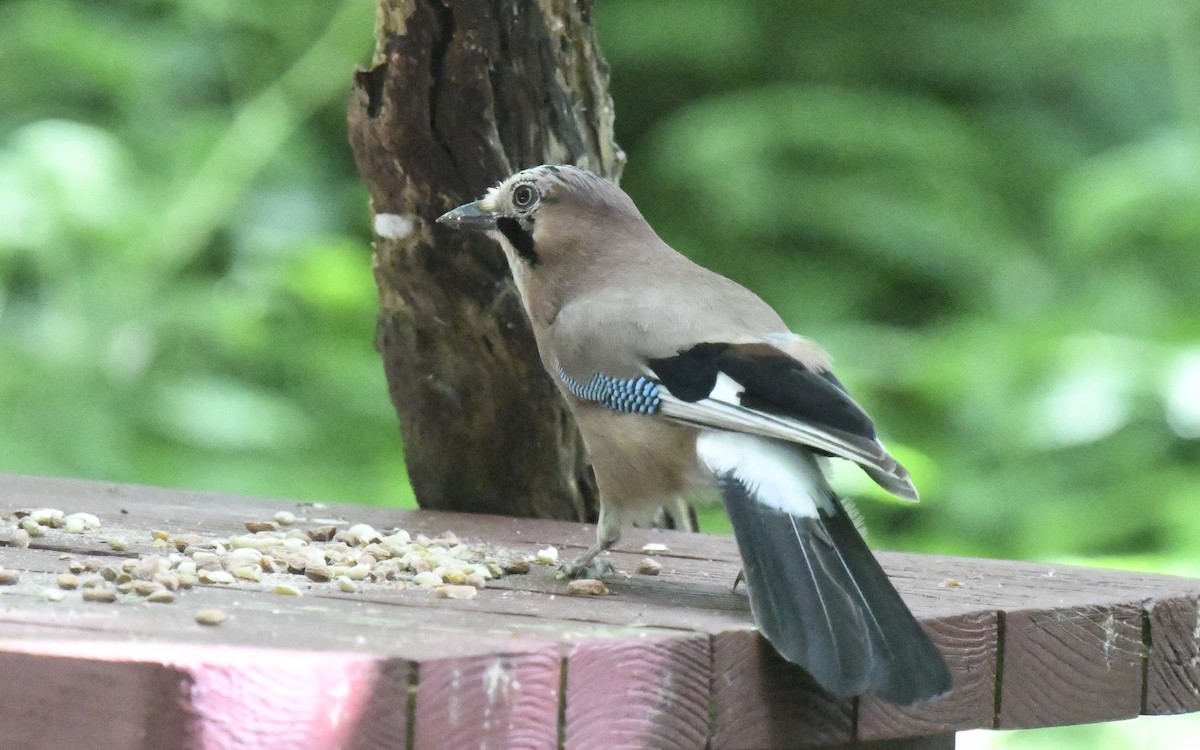 Eurasian Jay - ML620825534