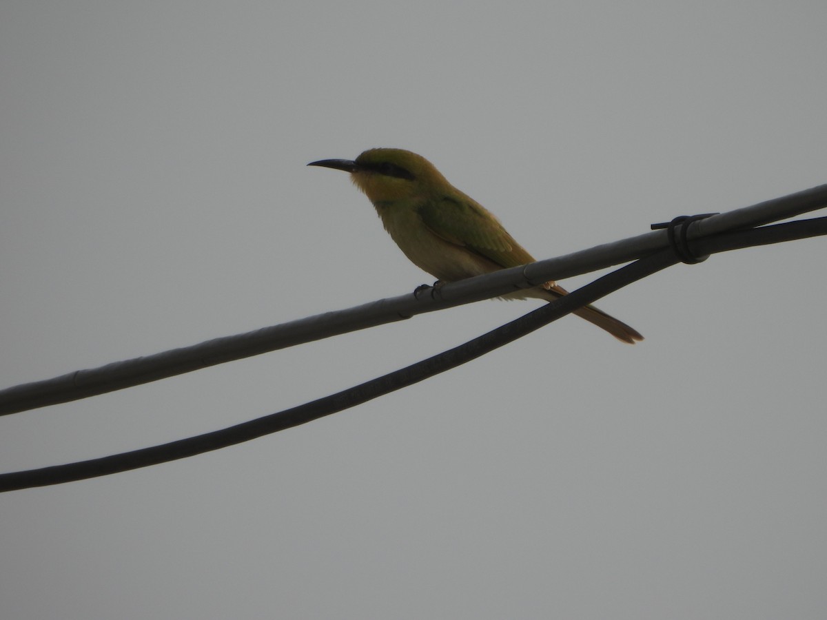 Asian Green Bee-eater - ML620825535