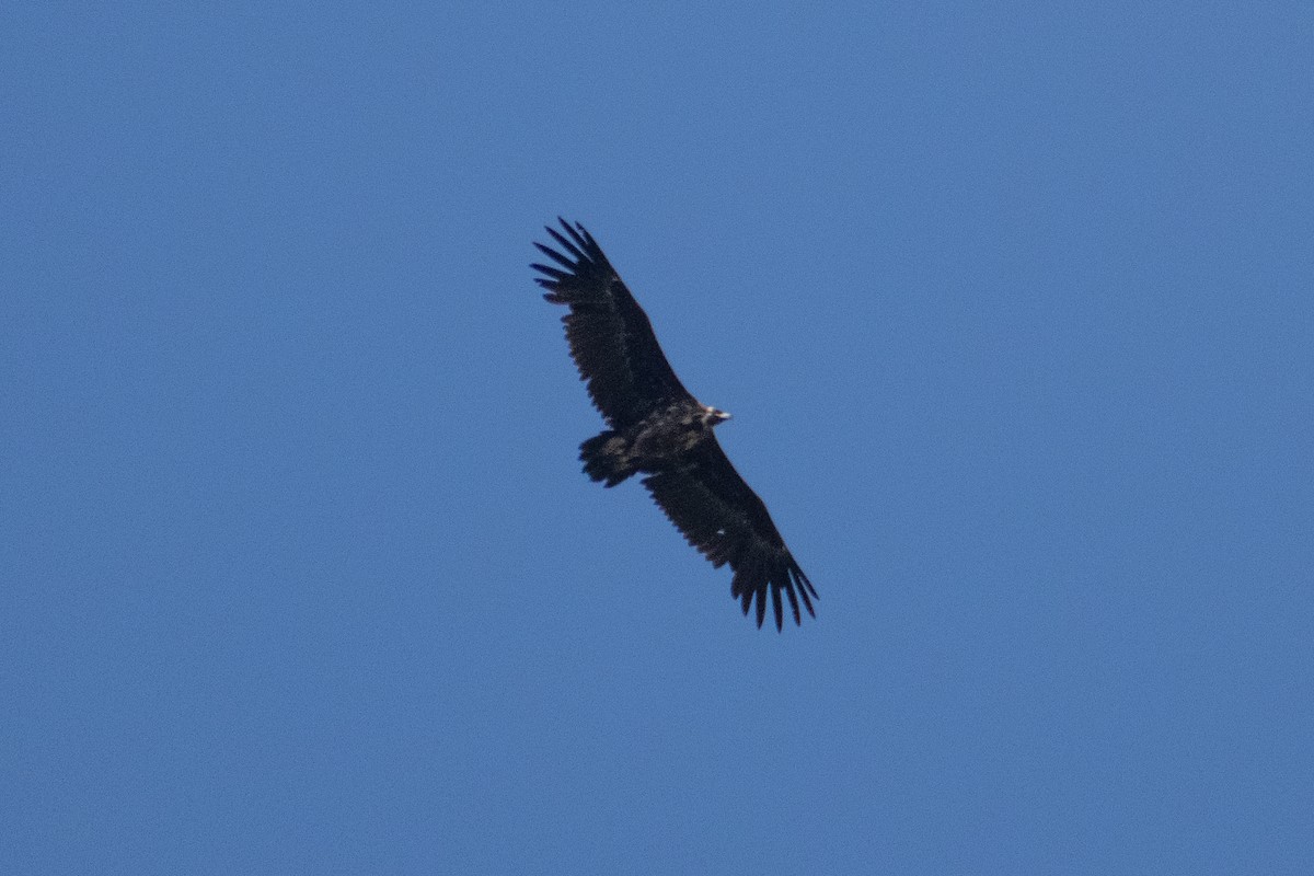 Cinereous Vulture - ML620825536