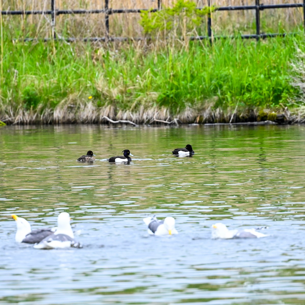 Tufted Duck - ML620825539