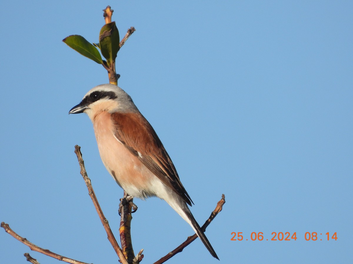 Red-backed Shrike - ML620825540