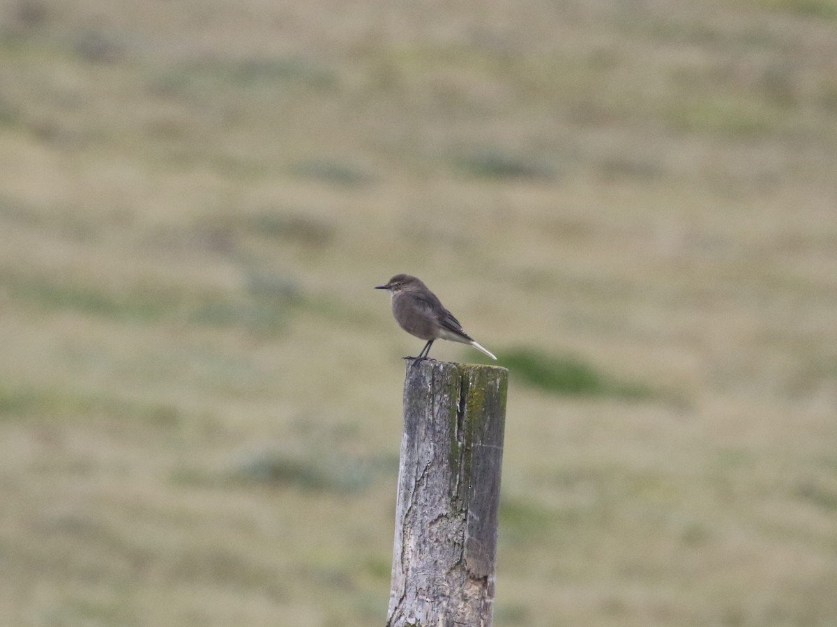 Black-billed Shrike-Tyrant - ML620825541