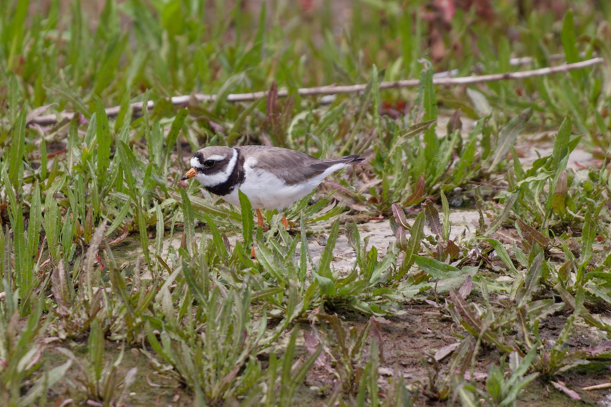 Common Ringed Plover - ML620825545
