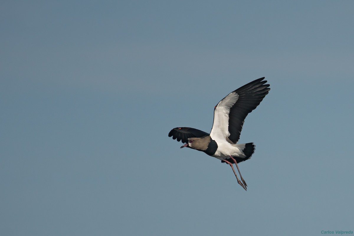 Southern Lapwing - ML620825547