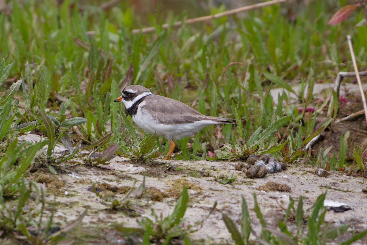 Common Ringed Plover - ML620825548