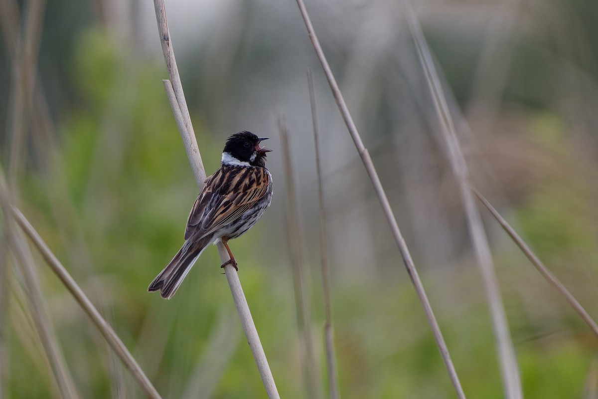 Reed Bunting - ML620825551