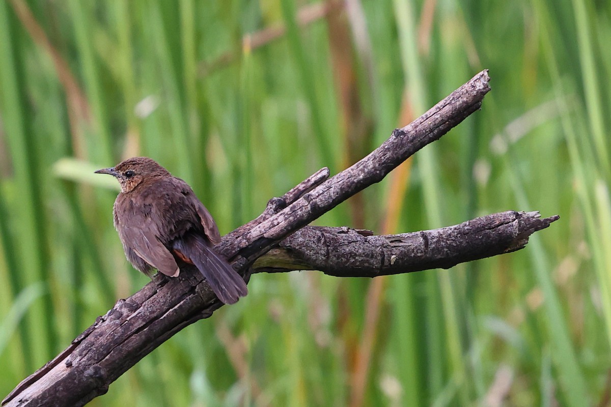 Indian Robin - ML620825552