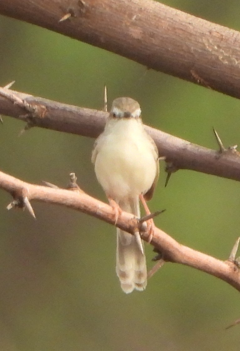 Plain Prinia - ML620825557