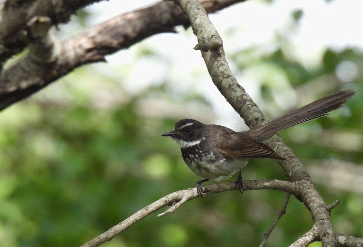 Spot-breasted Fantail - ML620825559