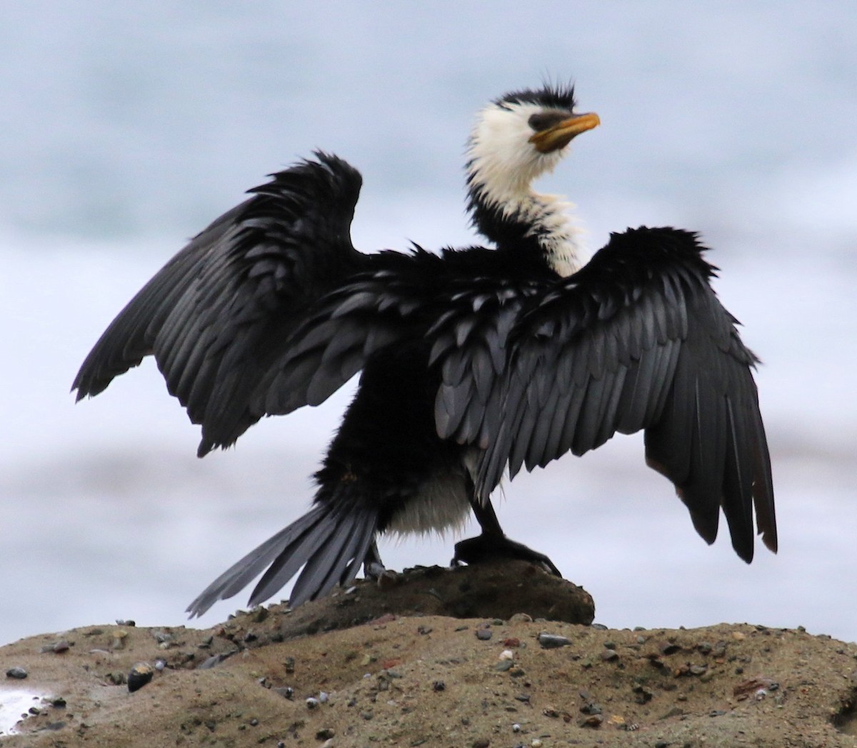 Pied Cormorant - ML620825561