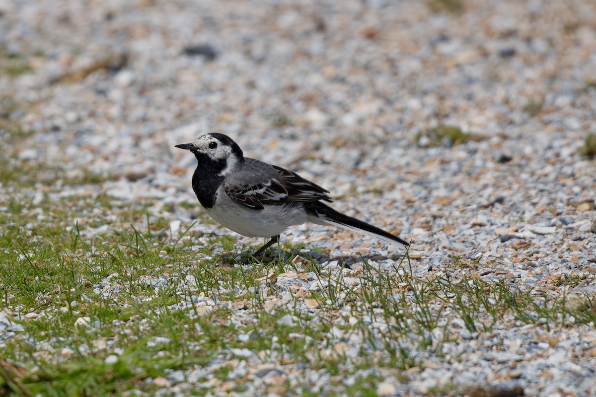 White Wagtail - ML620825566