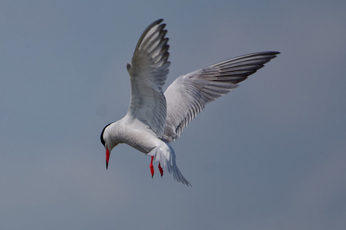 Common Tern - ML620825568