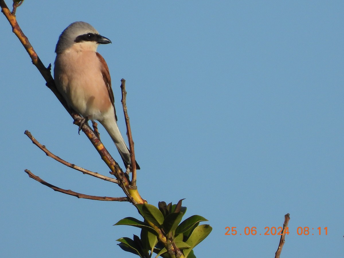 Red-backed Shrike - ML620825569