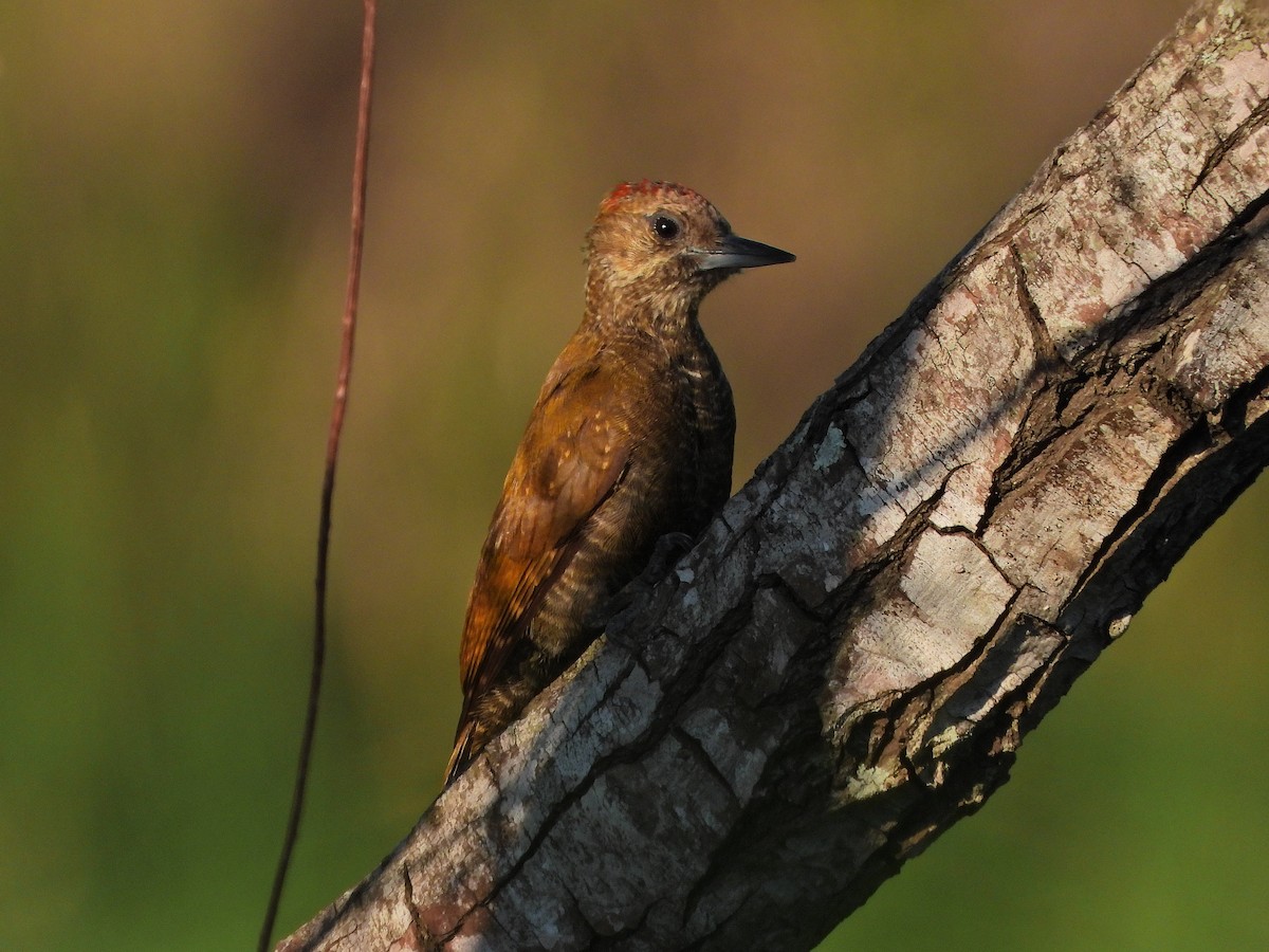 Little Woodpecker - ML620825574