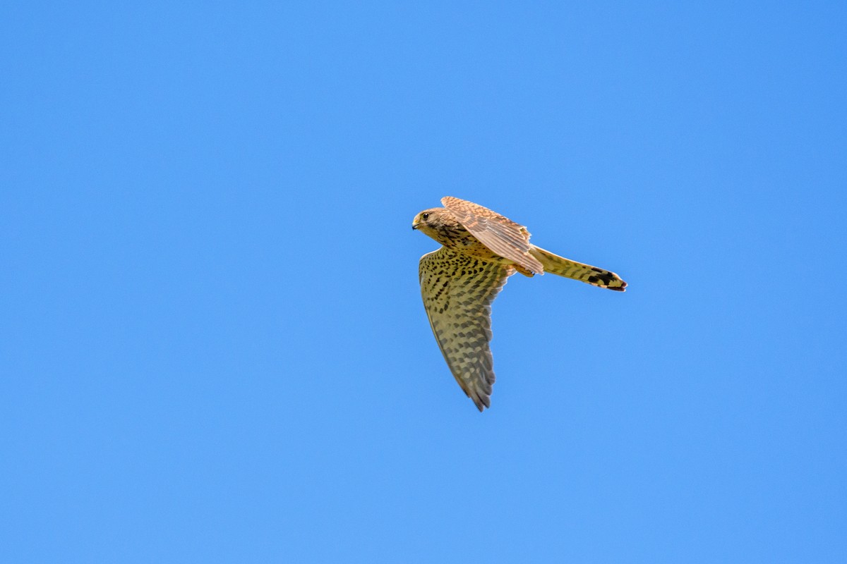 Eurasian Kestrel - ML620825578