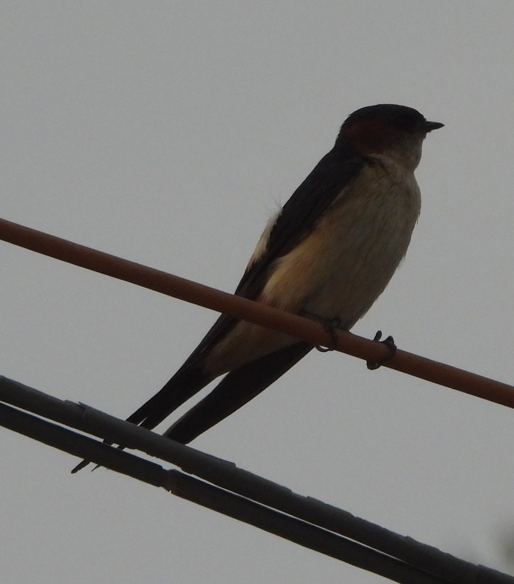Red-rumped Swallow - ML620825579