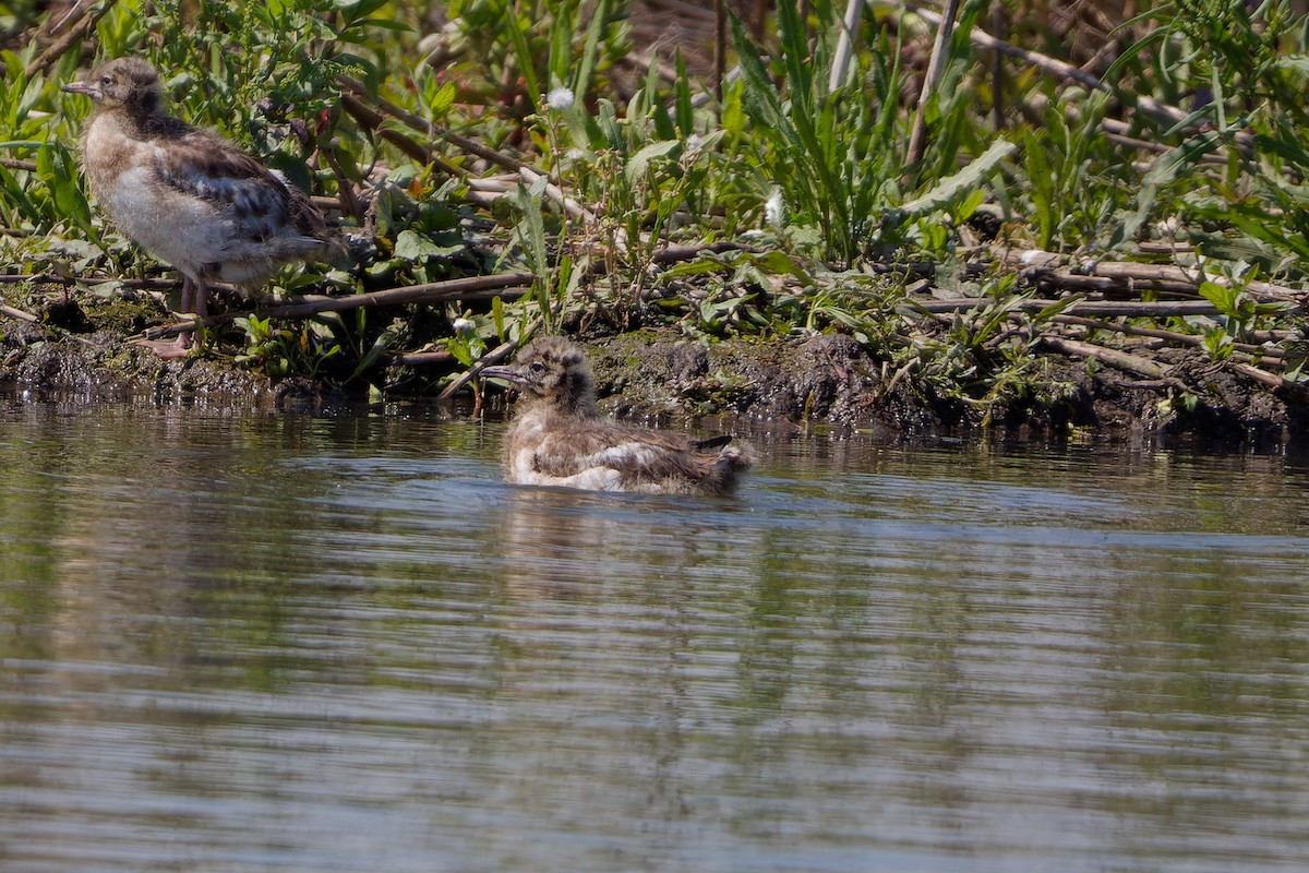 Black-headed Gull - ML620825582