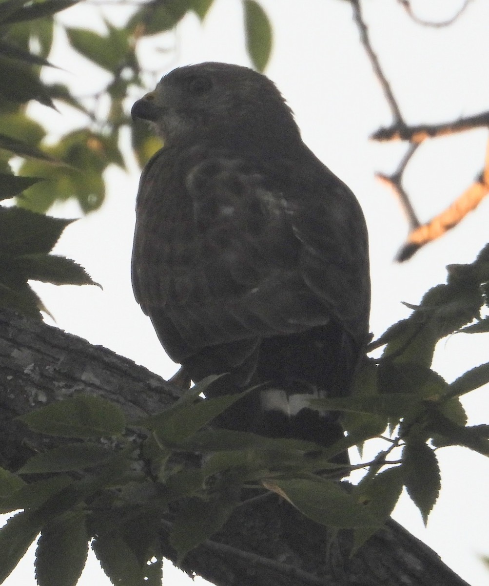 Broad-winged Hawk - ML620825583