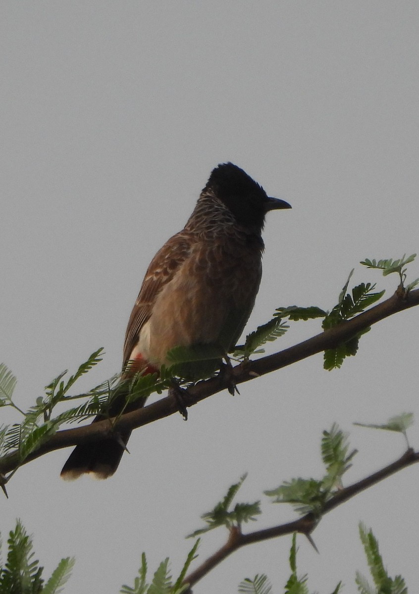 Red-vented Bulbul - ML620825590