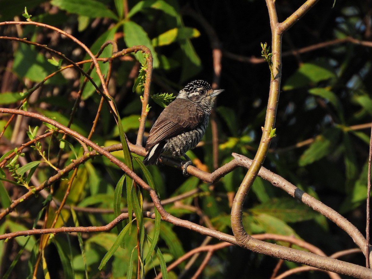 White-barred Piculet - ML620825591