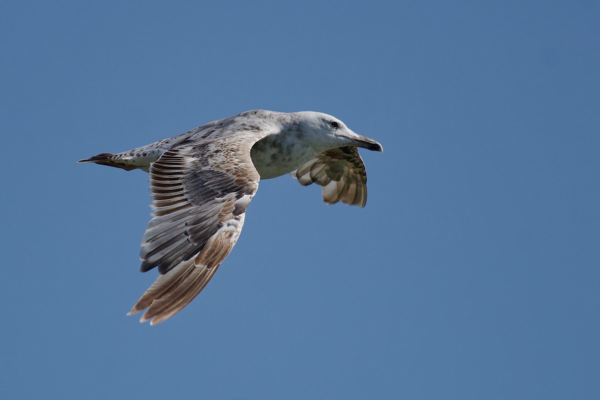 Caspian Gull - ML620825593