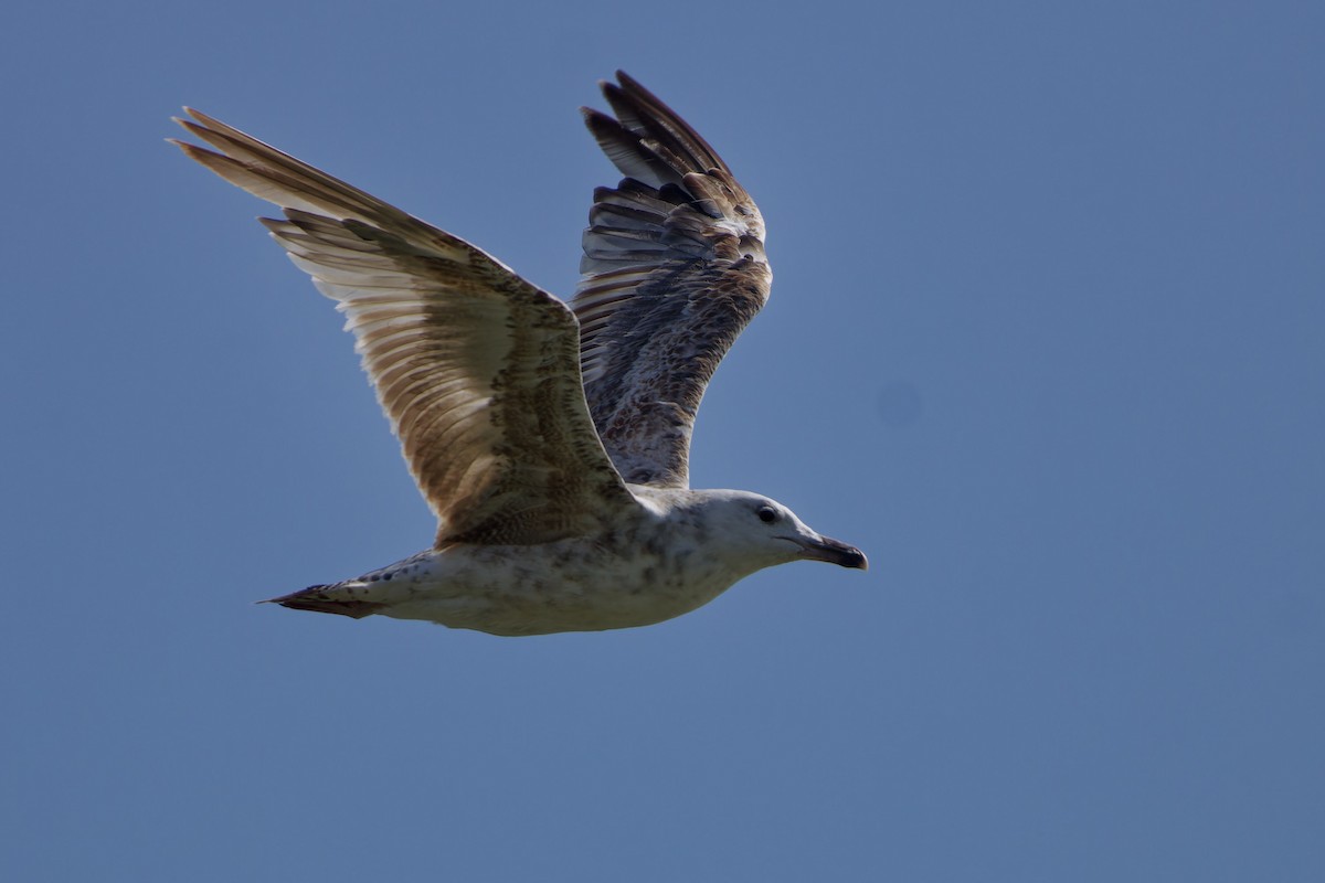 Caspian Gull - ML620825594