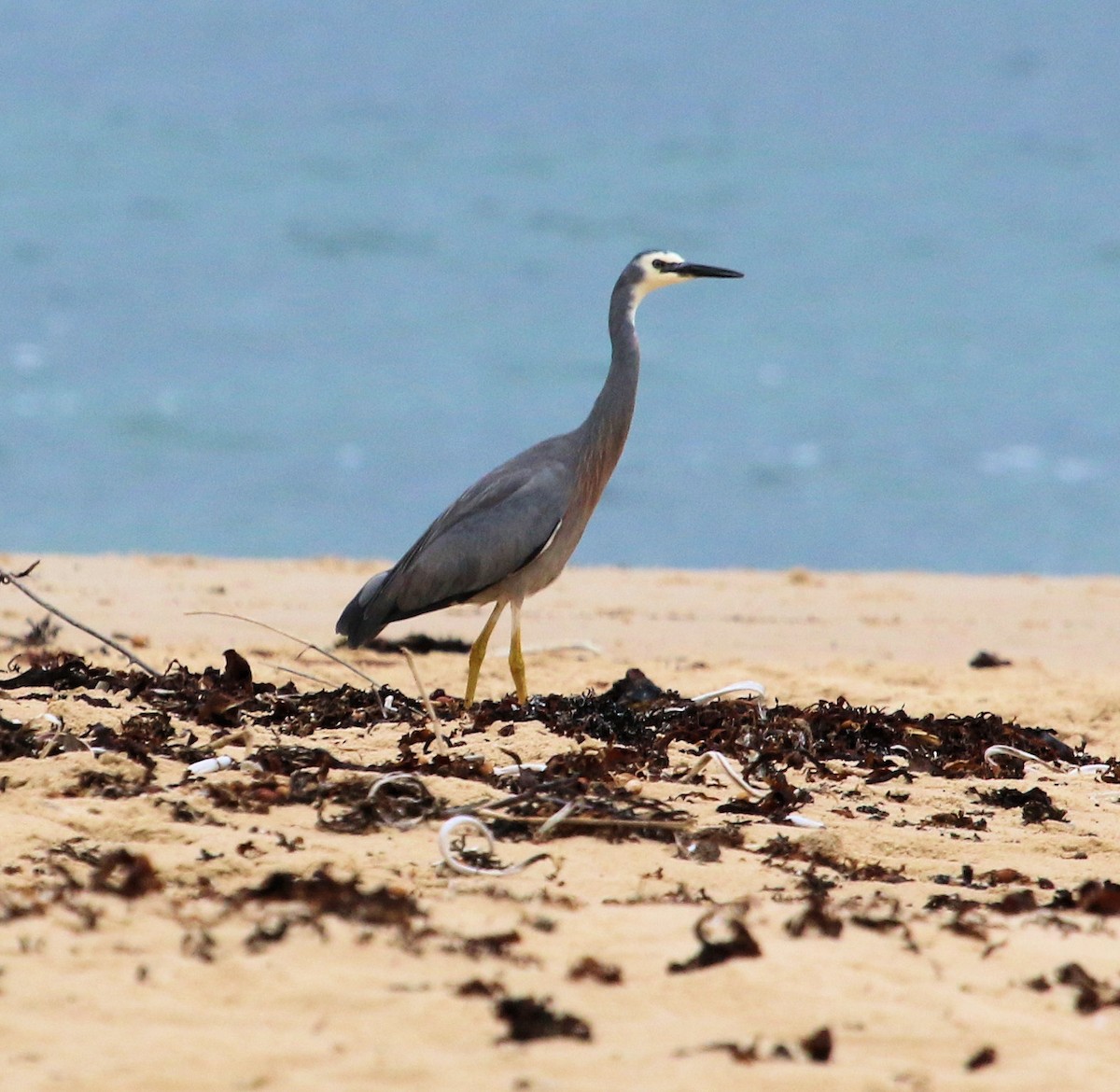 White-faced Heron - ML620825596