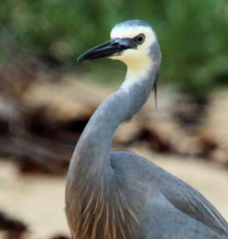 White-faced Heron - ML620825597