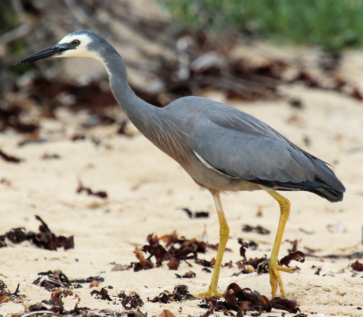 White-faced Heron - ML620825598