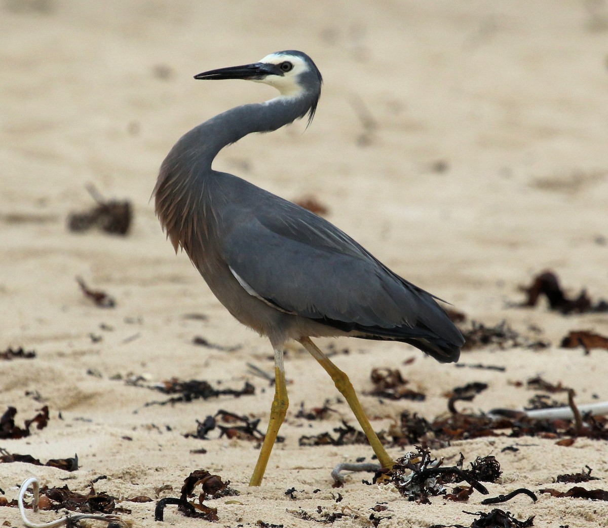 White-faced Heron - ML620825600