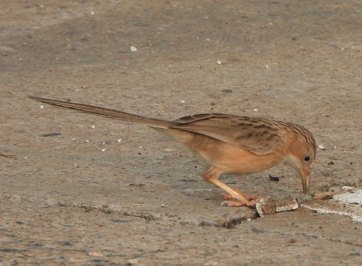 Common Babbler - ML620825603